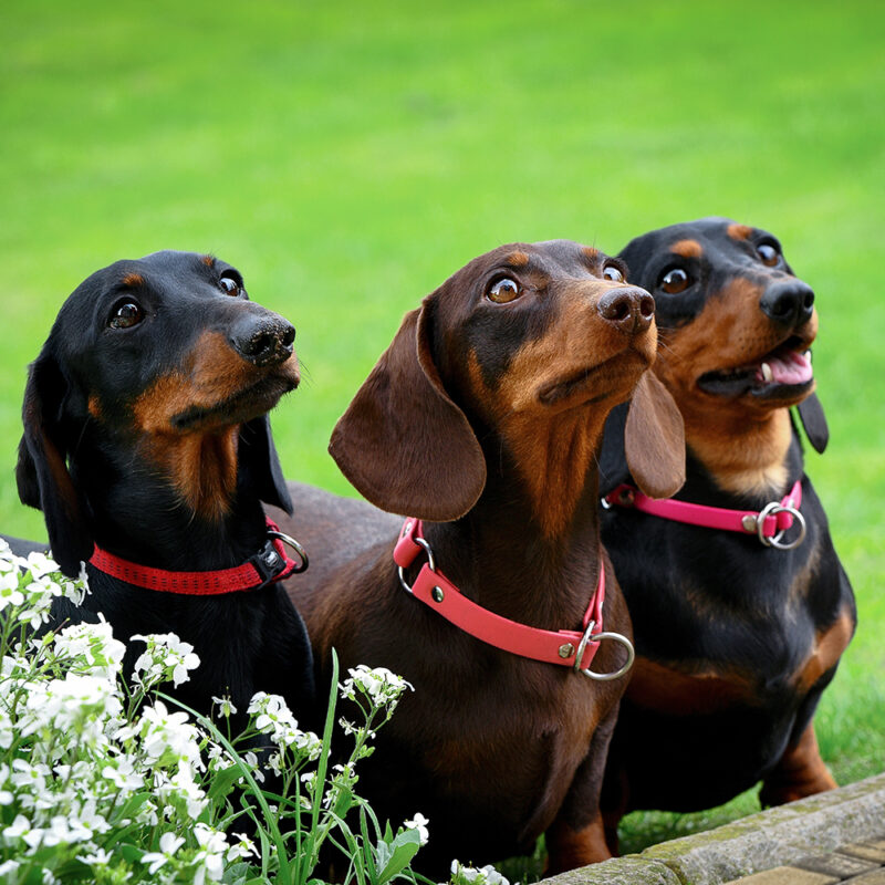 three dachshunds in yard three dachshunds in yard