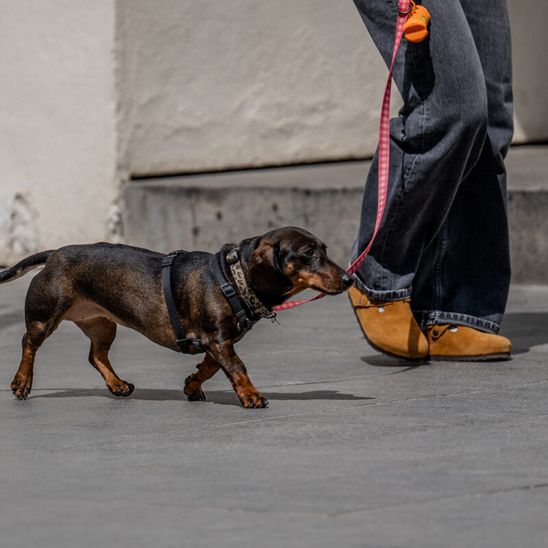 dachshund walking with owner in Texas dachshund walking with owner in Texas