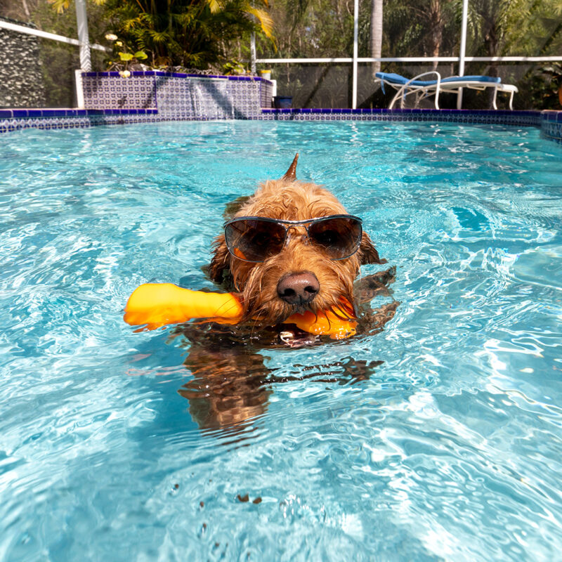 goldendoodle swimming in pool with rubber toy and sunglasses on in california