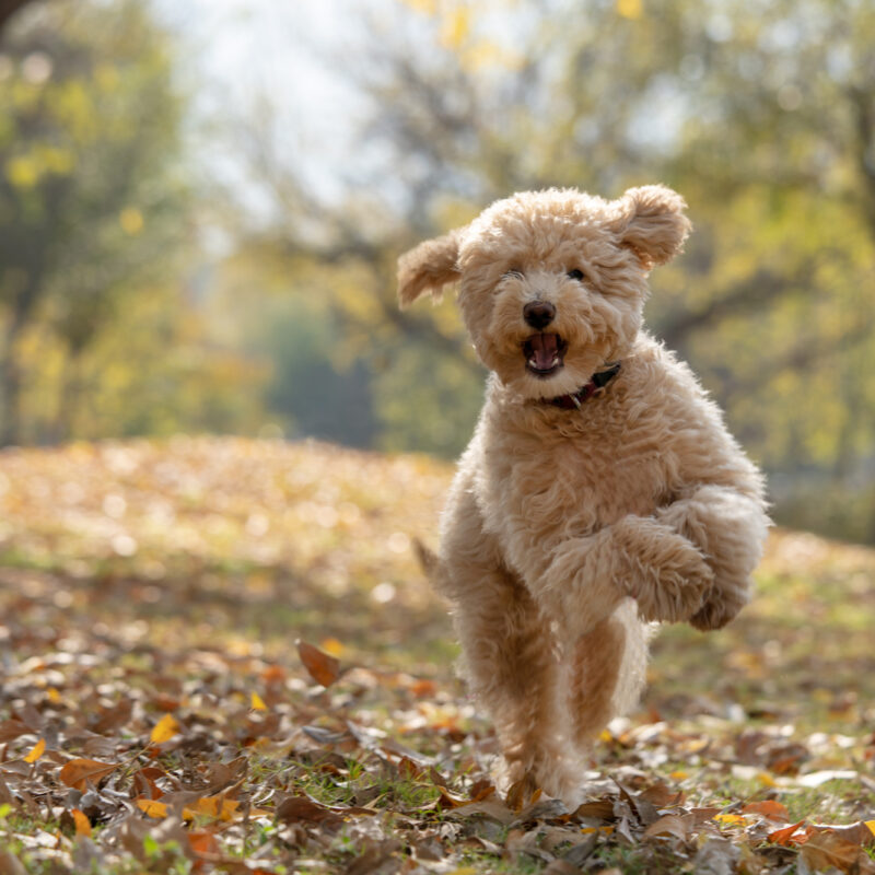 smiling goldendoodle standing on hind legs in woods in fall in pennsylvania