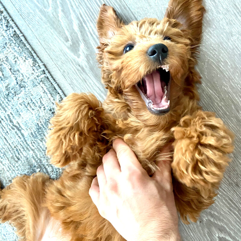 smiling goldendoodle puppy on their back with their belly getting rubbed by man's hand in california