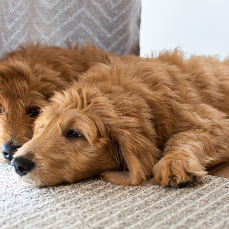 three goldendoodles laying on living room floor in california