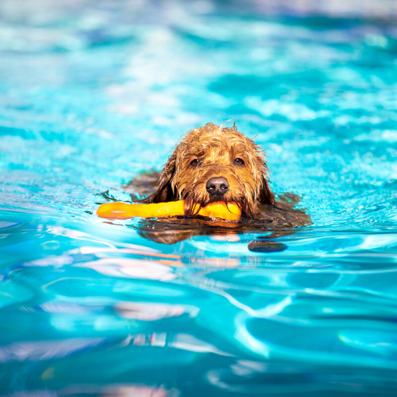 goldendoodle swimming in pool with rubber toy in their mouth in new york