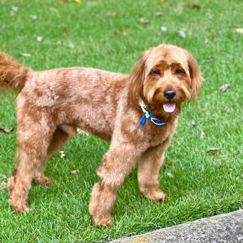 smiling shaved goldendoodle outside in florida