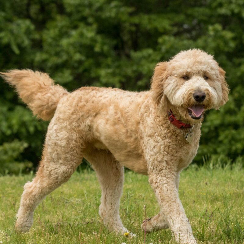 adopted f1b goldendoodle walking outside by trees