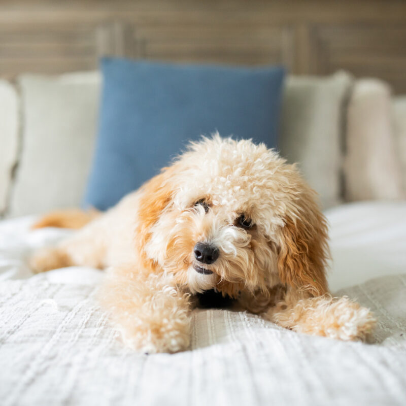 adopted f1b goldendoodle laying on bed