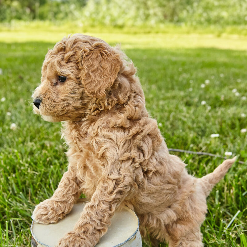 adopted f1b goldendoodle standing up on stump outside