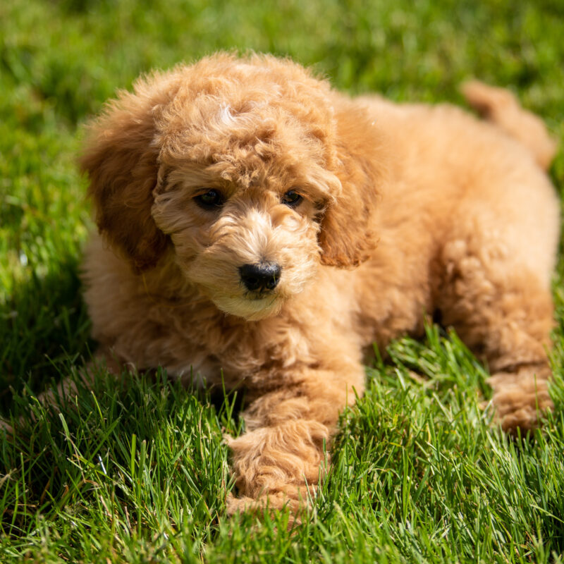 adopted f1b goldendoodle laying on grass