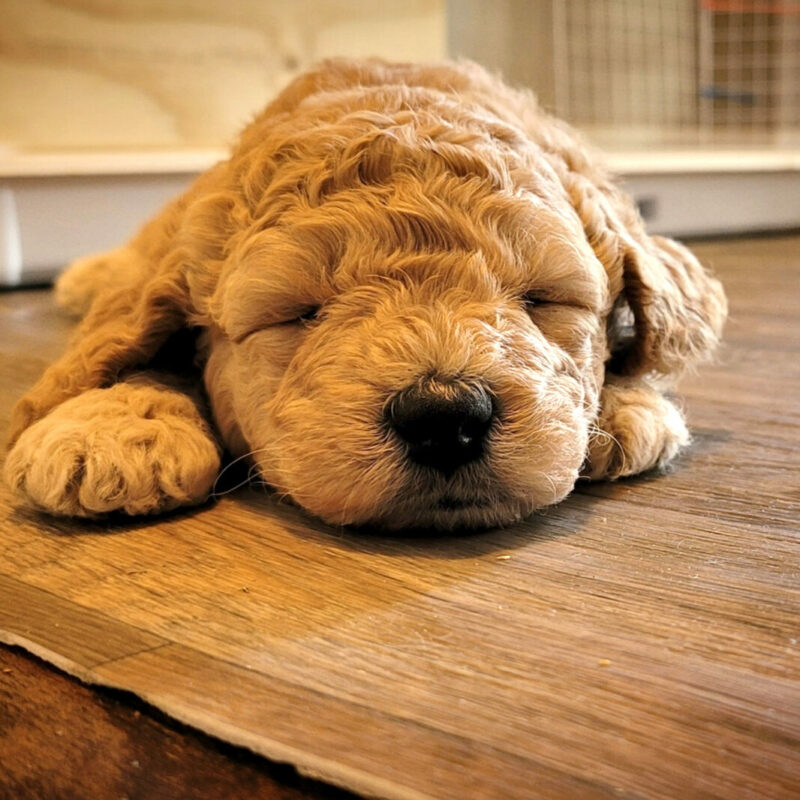 sleeping goldendoodle puppy on wooden floor in new york