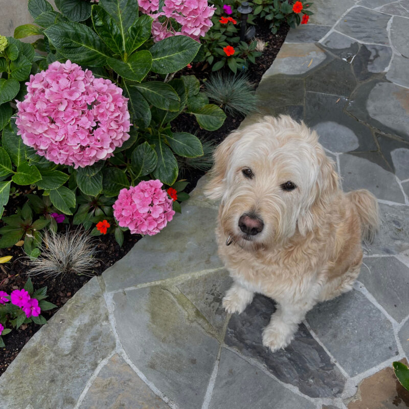 goldendoodle on garden path by hydrangeas in new york