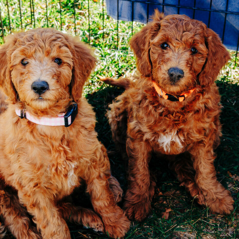 litter of goldendoodle puppies in puppy pen outside in new york