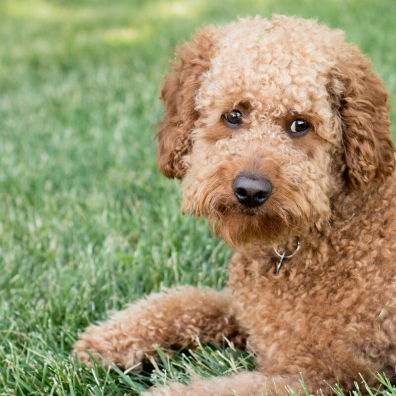 goldendoodle laying on the grass outside in pennsylvania