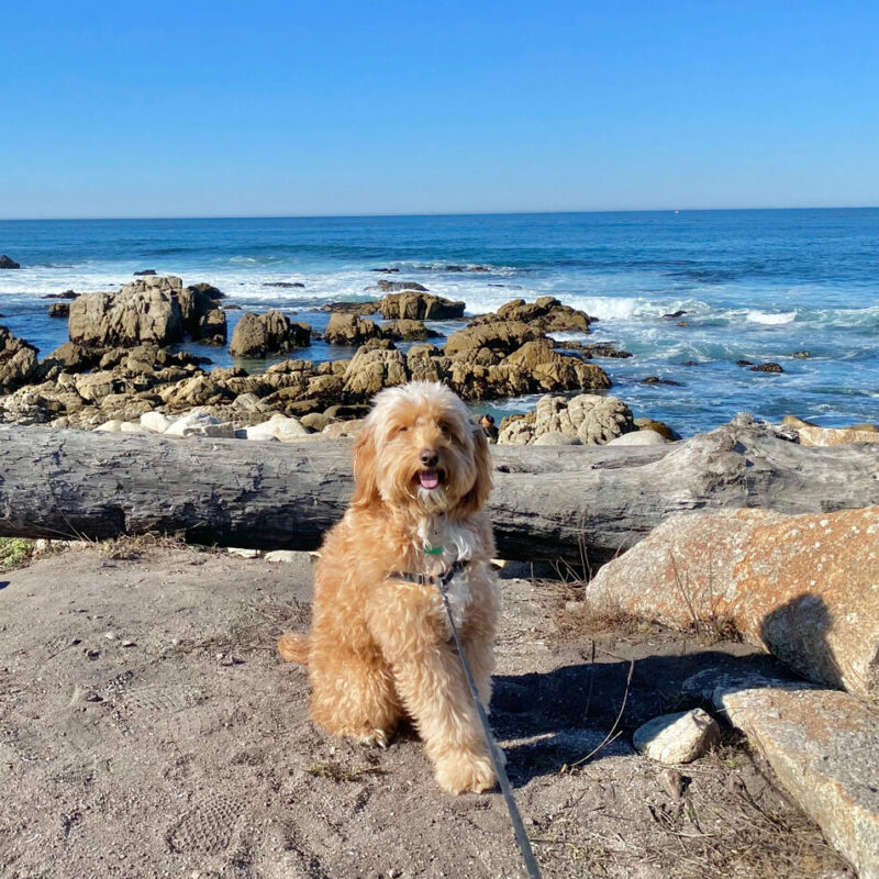 smiling goldendoodle on rocky beach in pennsylvania