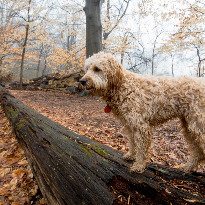 goldendoodle standing on log in woods in texas