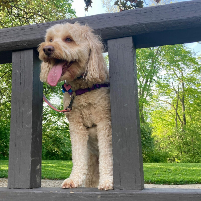 smiling goldendoodle with tongue out on a wooden bridge in texas