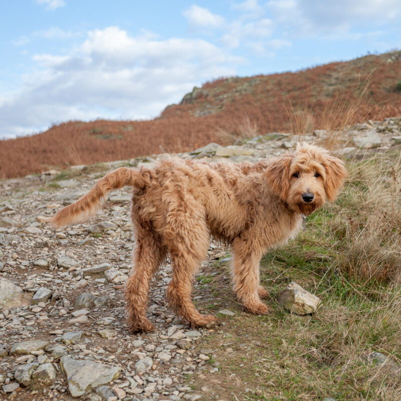 golden doodle ourside on rocky trail in texas