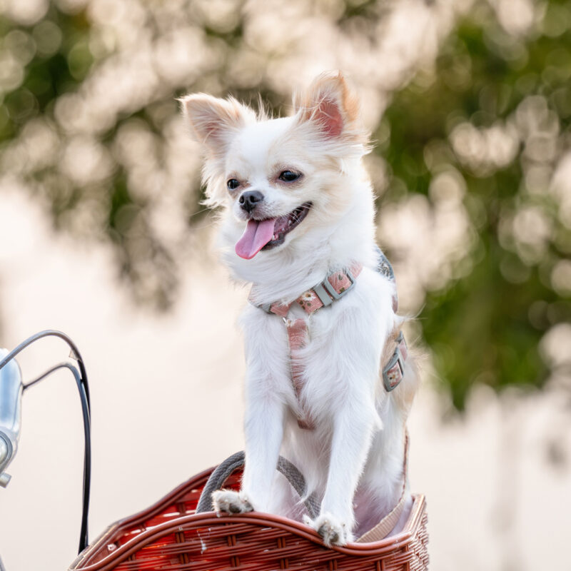 long haired chihuahua sitting in bicycle basket