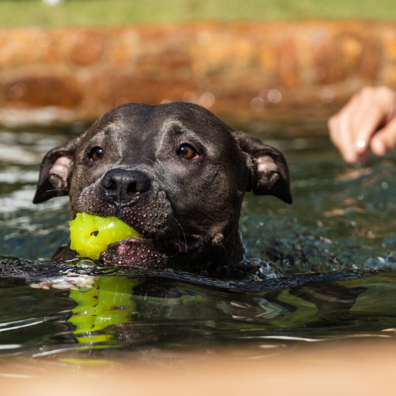 blue nose pitbull swimming with ball and a person behind them