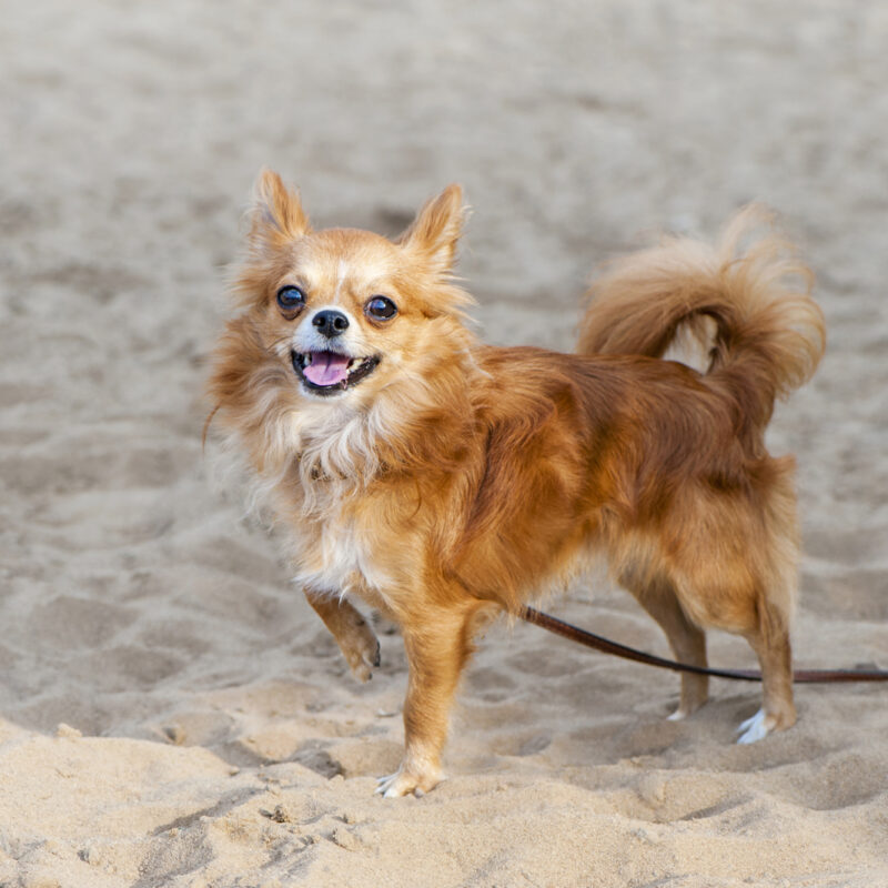 long haired chihuahua with one paw up in leash walking on sandy beach in california