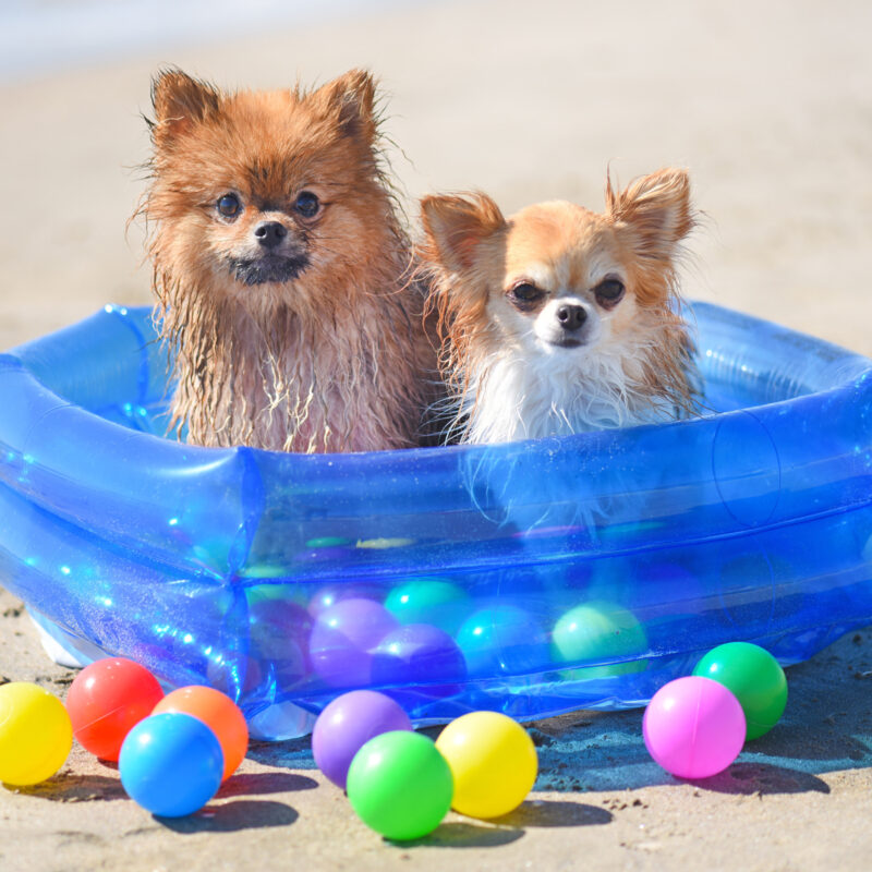 long haired chihuahuas in small inflatable pool with balls on beach in california