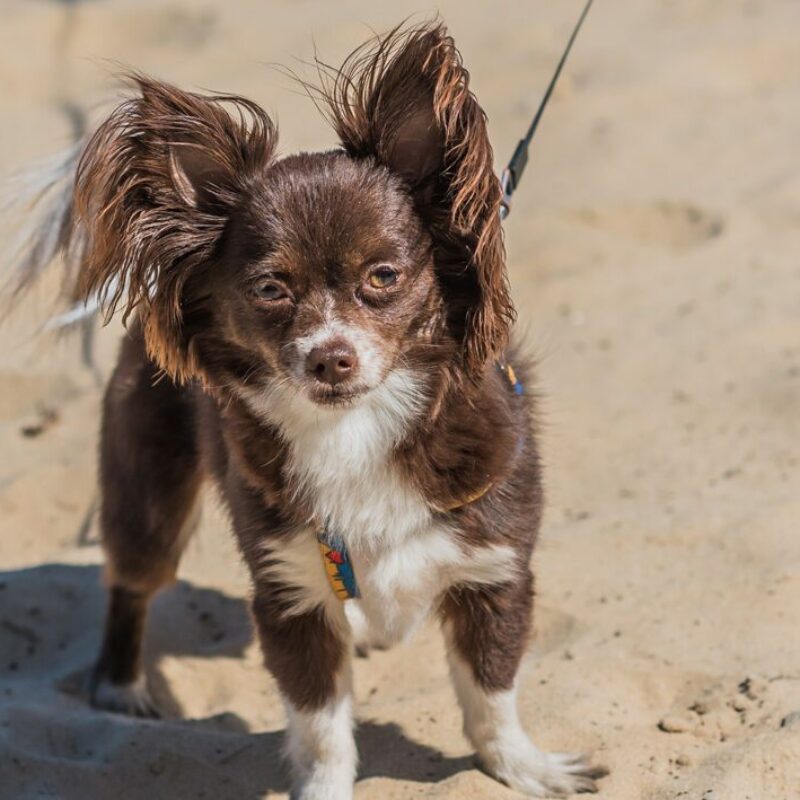 long haired chihuahua on leash on sandy beach in chihuahua