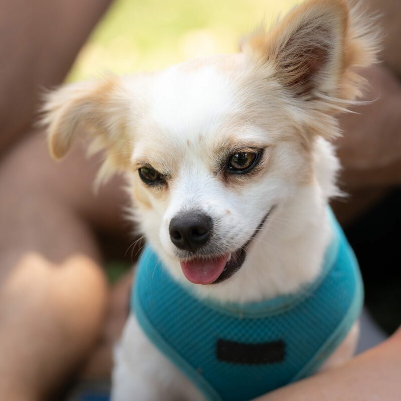 long haired chihuahua in vest outside with person in florida