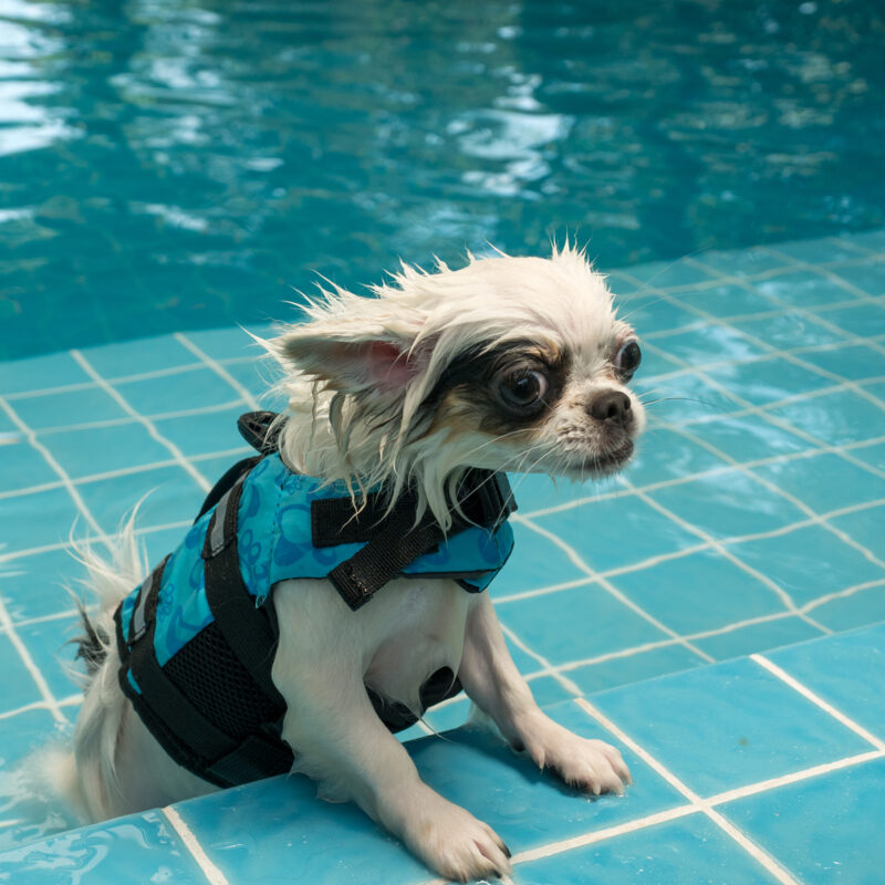 wet long haired chihuahua in floating vest coming out of a swimming pool in florida