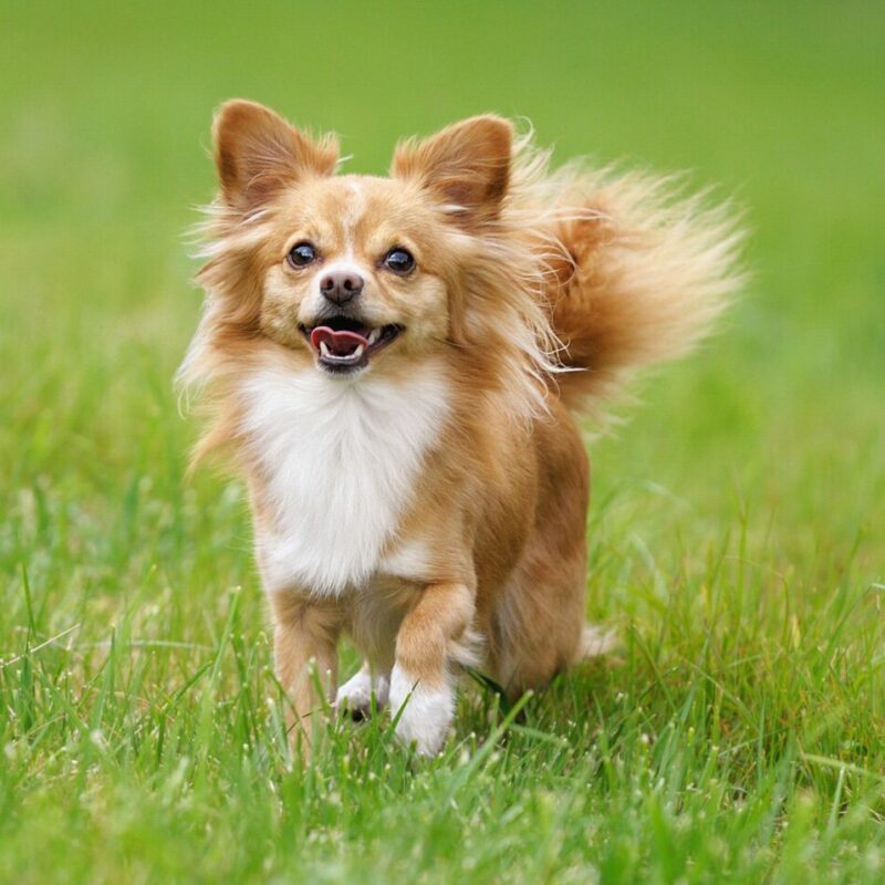 long haired chihuahua with tongue walking outside on grass in florida