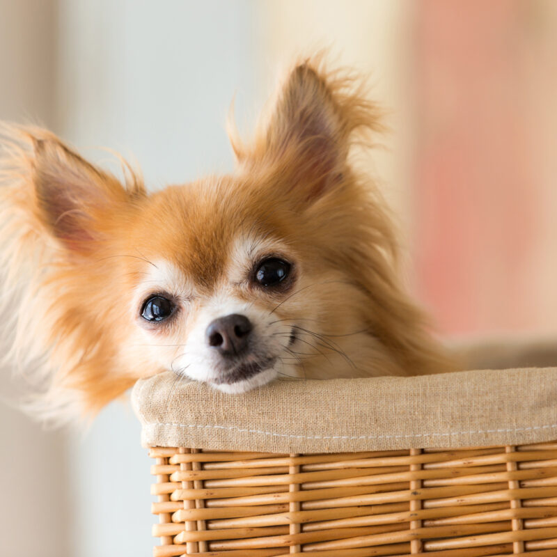 adopted long haired chihuahua laying in basket