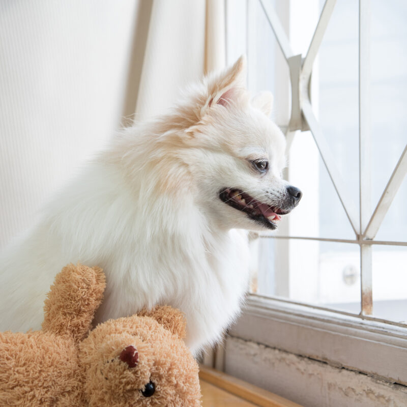 Long haired chihuahua sitting near the window and wrought iron window protection with teddy bear.