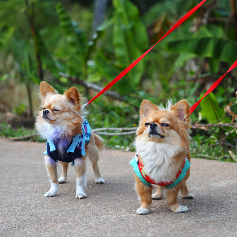 adopted long haired chihuahuas on leashes outside on paved trail