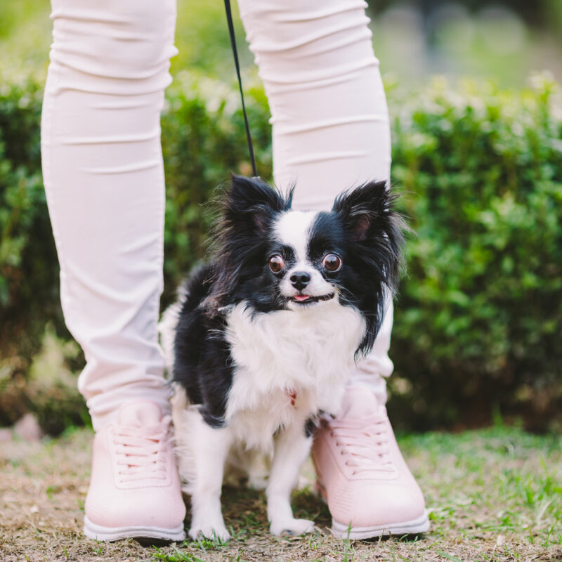 long haired chihuahua with tongue out between person's legs outside in new york