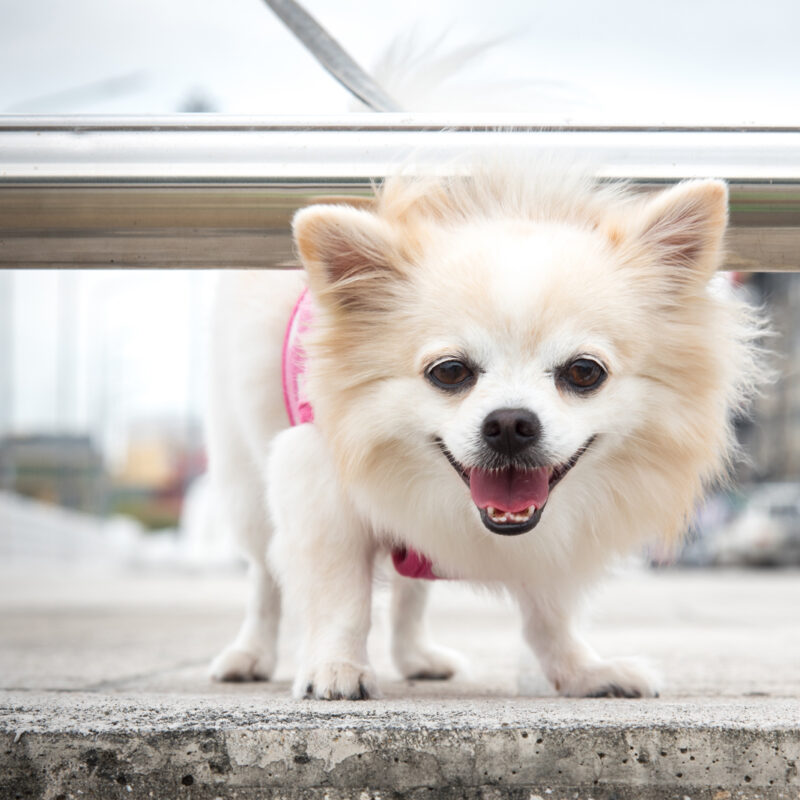 long haired chihuahua standing under railing outside in new york