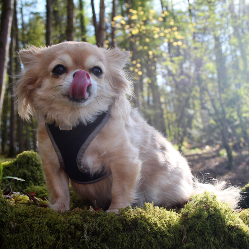 long haired chihuahua licking their nose in woods outside in pennsylvania