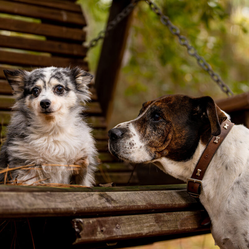 long haired chihuahua on wooden bench with a bigger dog outside in pennsylvania