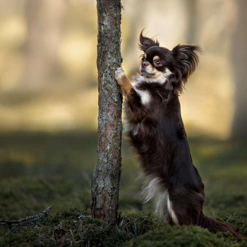 long haired chihuahua standing on hind legs with front paws on tree in the woods in pennsylvania