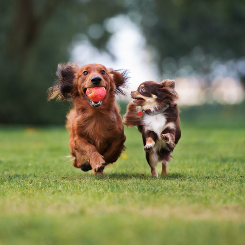 long haired chihuahua running with dachshund outside in texas