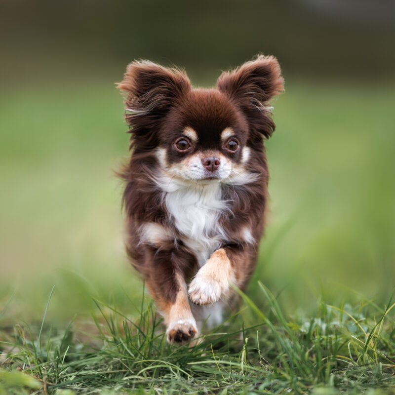 long haired chihuahua outside in texas