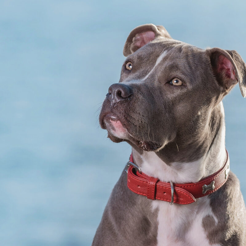 adopted blue nose pitbull sitting in front of blue background