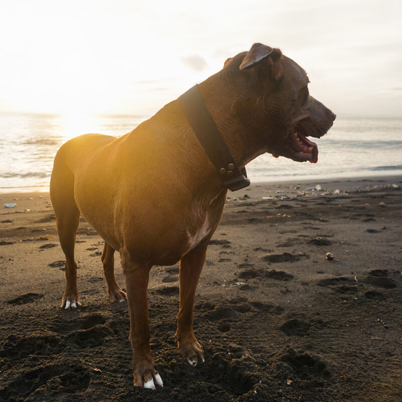 adopted blue nose pitbull standing on beach in sunset