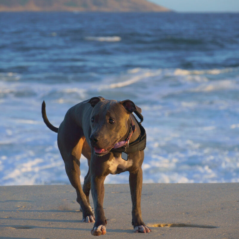 adopted blue nose pitbull walking on sandy beach