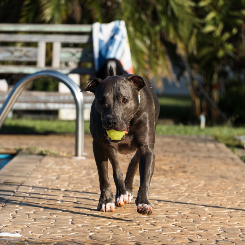 blue nose pitbull with tennis bowl in their mouth by a swimming pool outside in florida