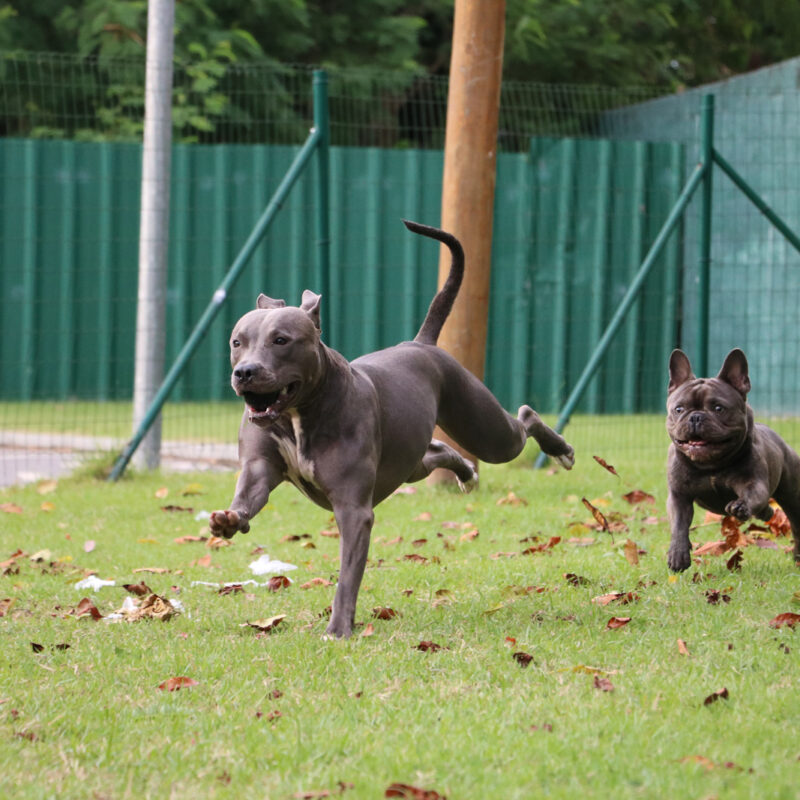 blue nose pitbull running with another dog outside in yard in florida