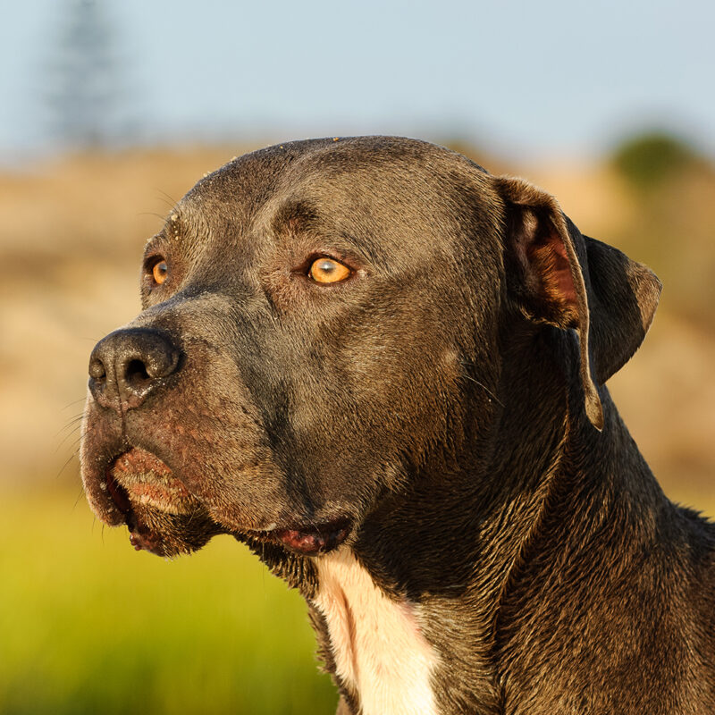 blue nose pitbull outside in golden hour in florida