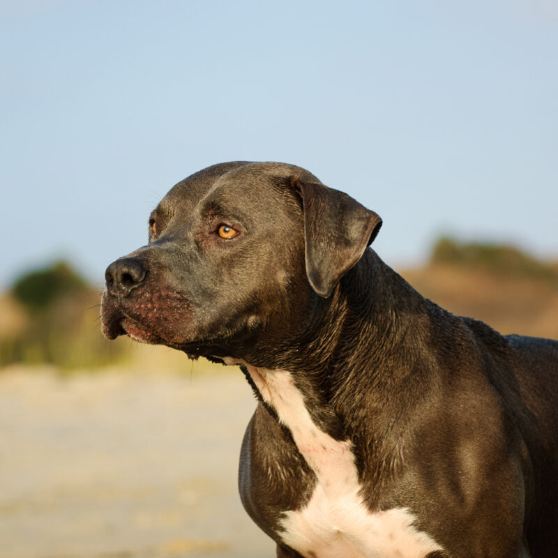 blue nose pitbull standing outside on beach