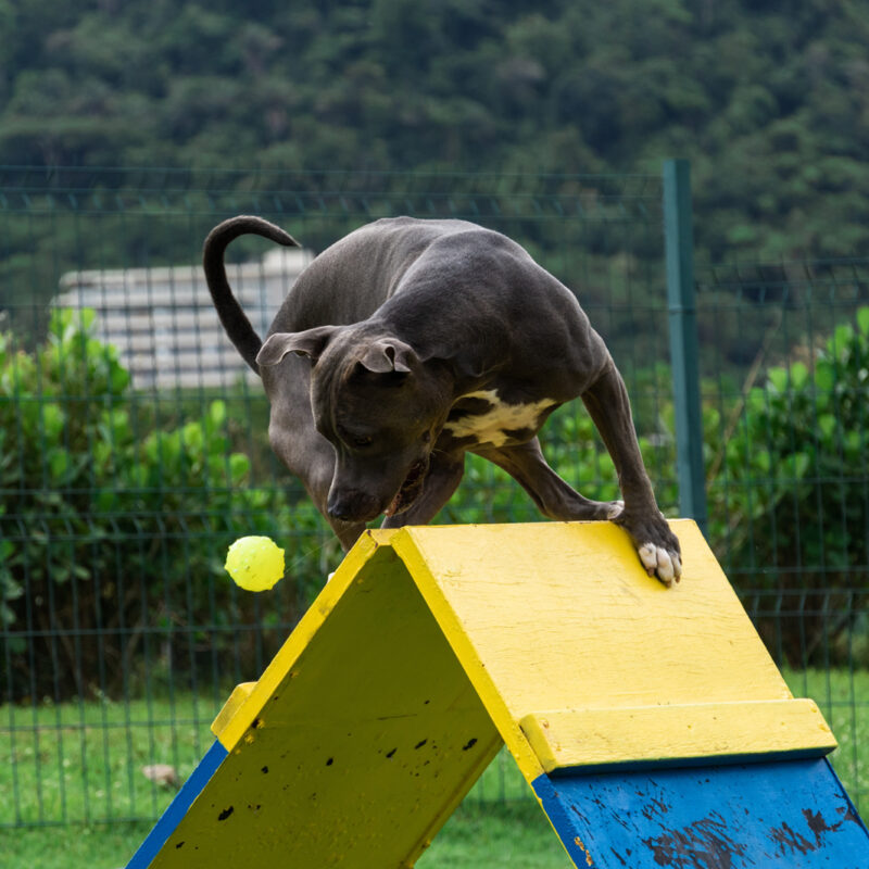 blue nose pitbull on obstacle course with ball