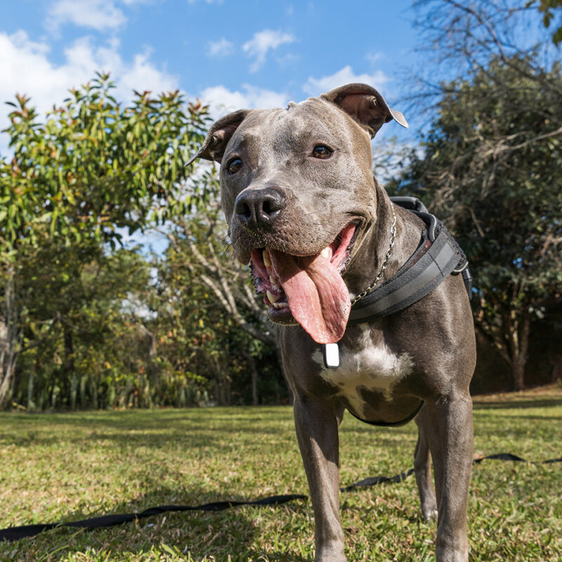 adopted blue nose pitbull standing with their tongue out outside