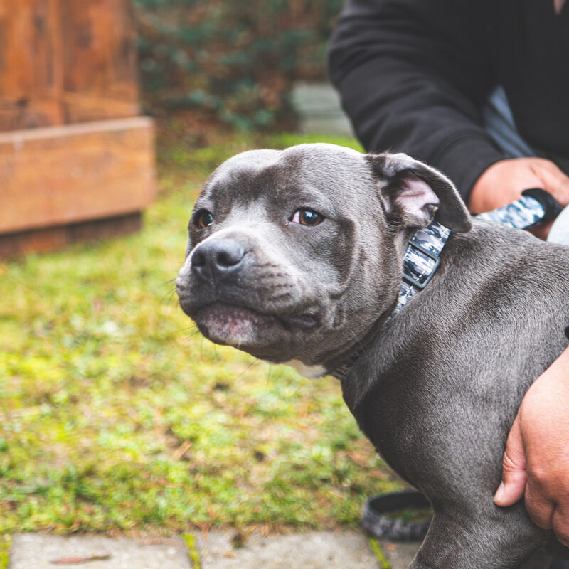 blue nose pitbull puppy being held by man outside