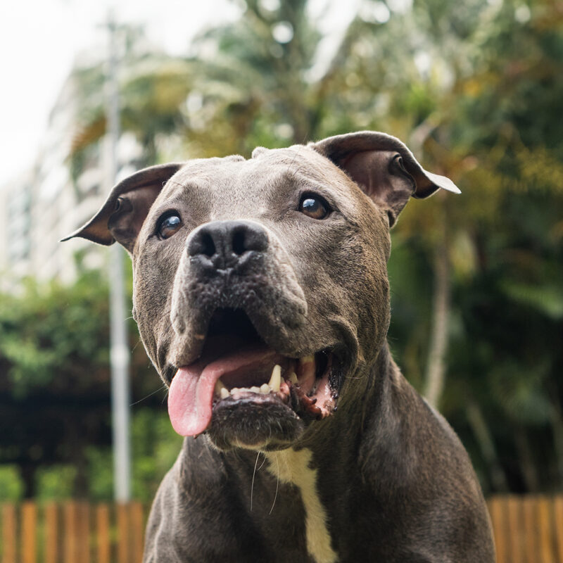 blue nose pitbull sitting with tongue out outside by trees and fence