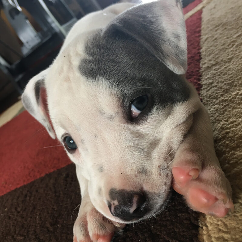 blue nose pitbull puppy laying down laying down on rug in new york